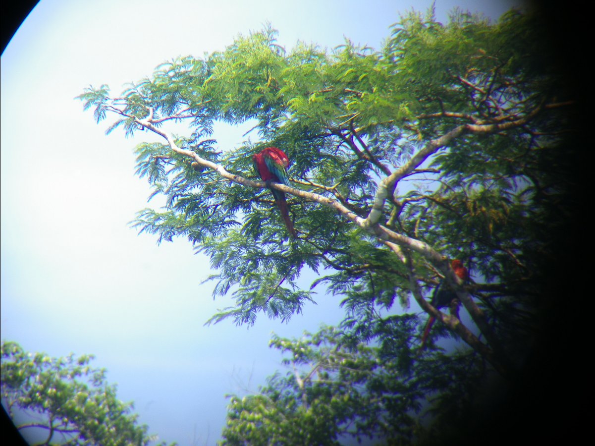 Macaw watching21